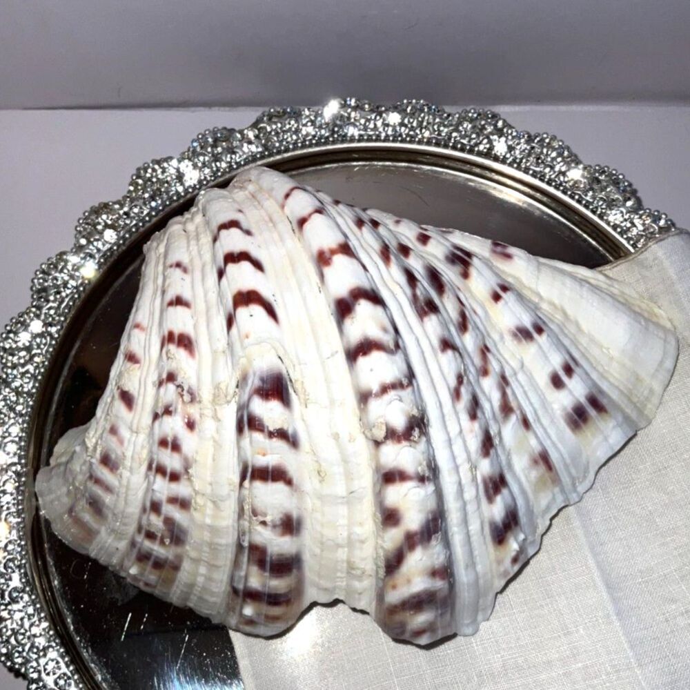 Beautiful ruffled clam shell NJ beach - Picture 4 of 6